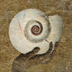 Nautilus
